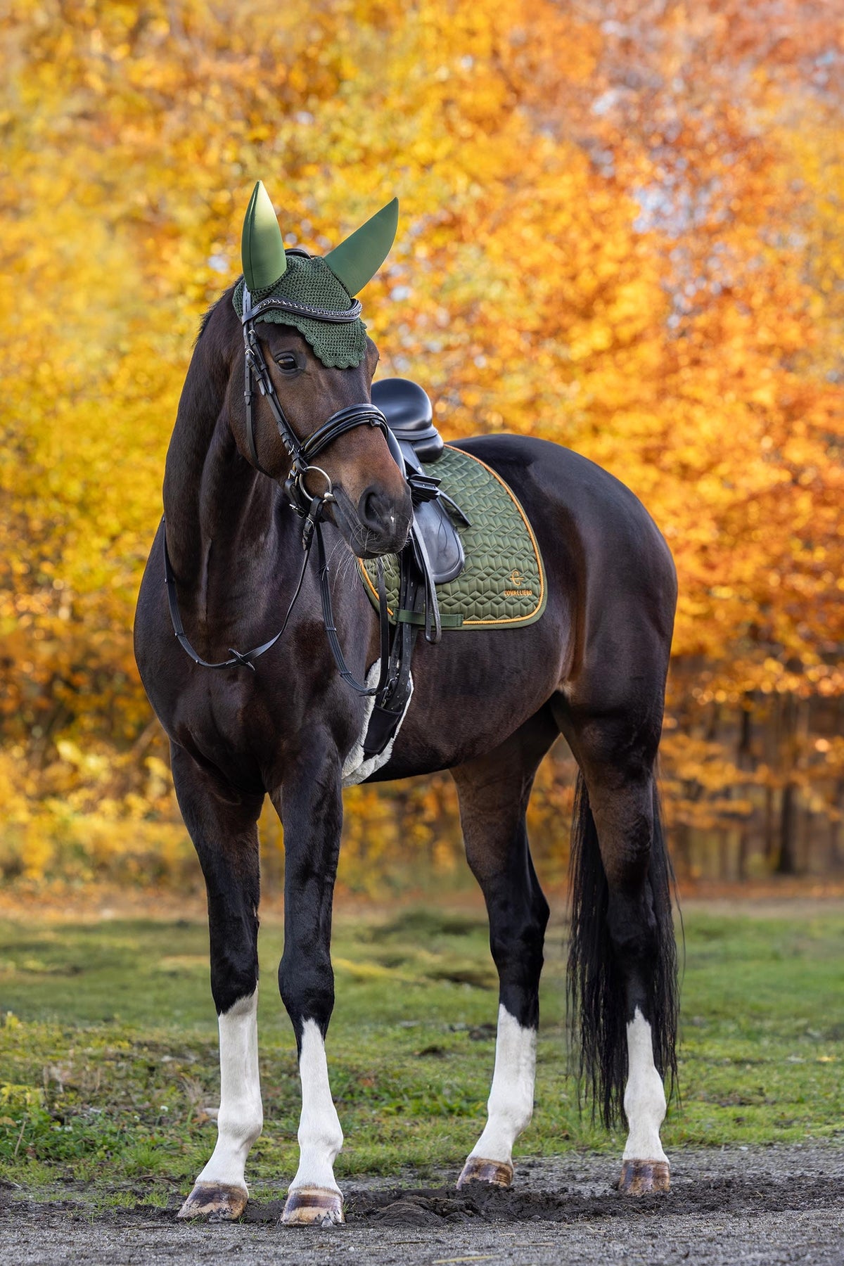 Covalliero FW26 Soft Dressage Saddle Pad Saddle Pads