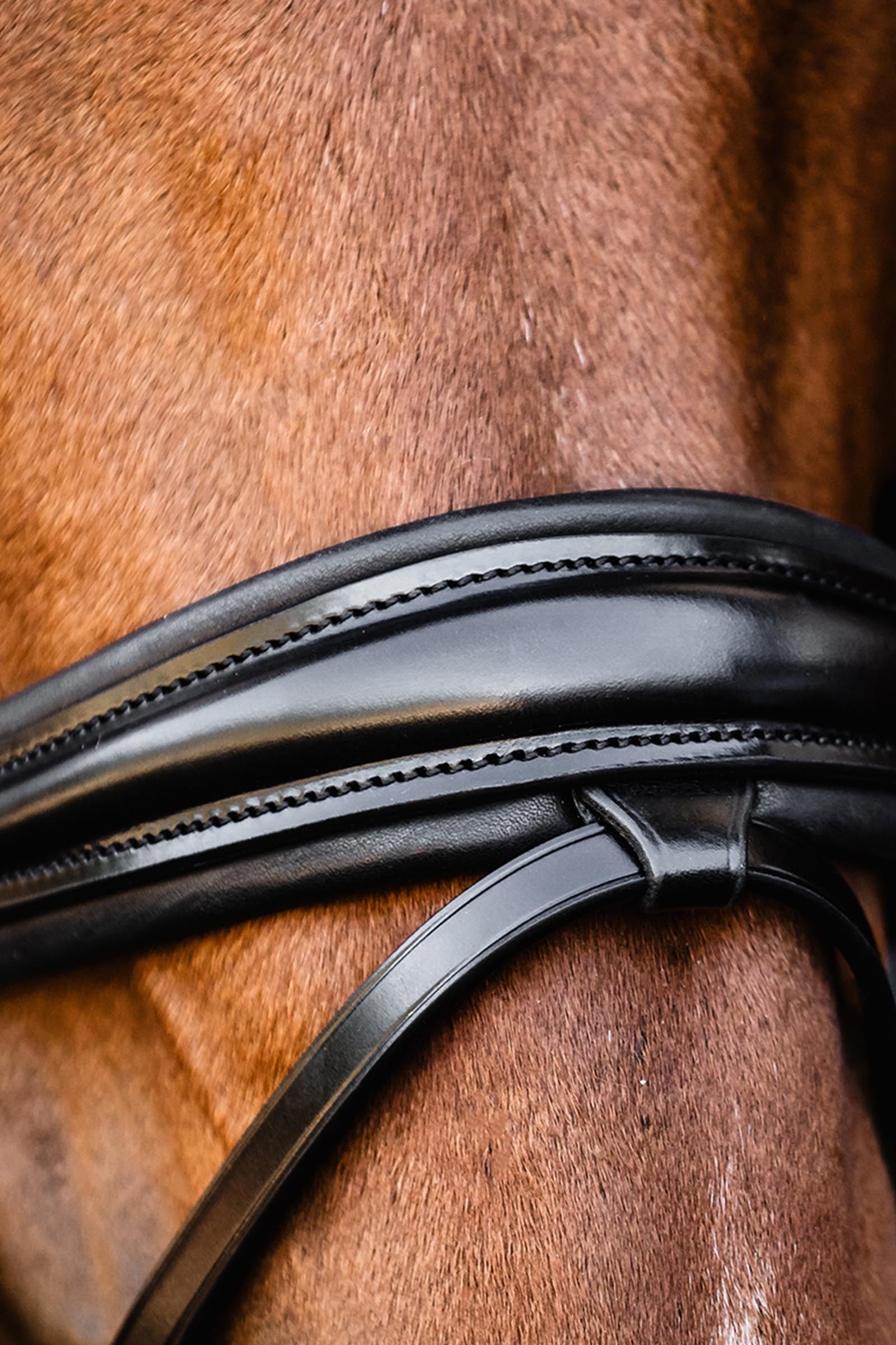 Schockemöhle Sports Satchmo Bridle - Isabell Werth Collection Bridles & Reins