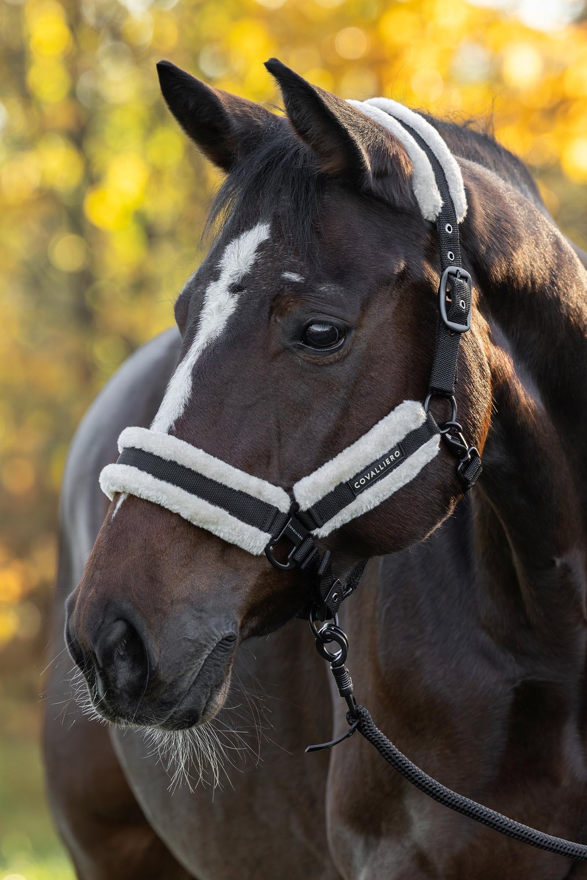 Covalliero FW26 Soft Halter Halters & Leads